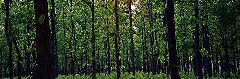 COVID-19: MoEF&CC extends validity of environmental clearances till June 30