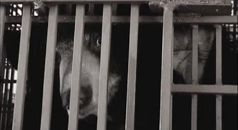 A caged 'bile bear', from which bile is to be extracted. Photo: Wikipedia