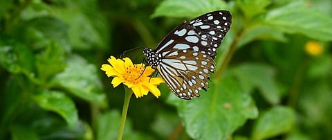 A unique institution for a beloved insect