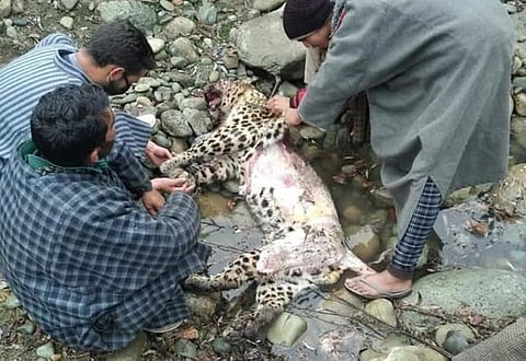 Leopard killed, skinned amid COVID-19 lockdown in Kashmir