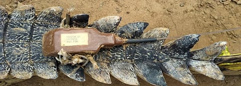 Global Eco Watch: Carcass of radio transmitter-fitted gharial found in Odisha