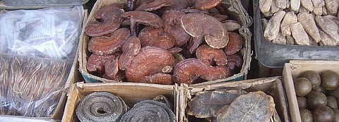 ‘Chinese medicine’s use of animals a threat to entire world’