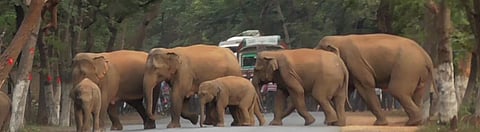 Elephants killed 527 humans in Odisha in 6 years: Wildlife group