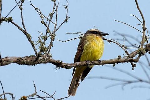 Photo: Wikimedia commons