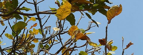 COVID-19 lockdown: Odisha’s mahua flower collectors left in lurch