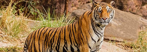 National Board for Wildlife hasn’t met even once since 2014