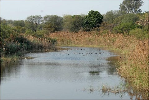 दिल्ली स्थित यमुना बायोडायवरसिटी पार्क पुनर्स्थापित वेटलैंड। फोटो: फैयाज खुदसर