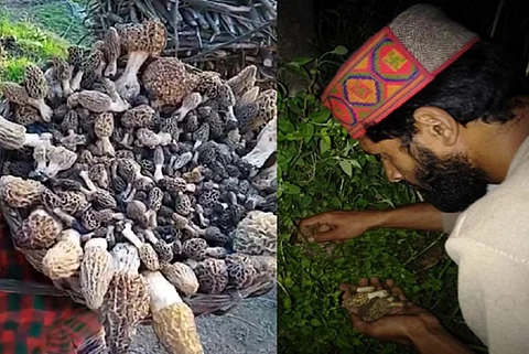 हिमाचल के जंगल से गुच्ची बिनाता एक स्थानीय युवक। फोटो: रजत शर्मा