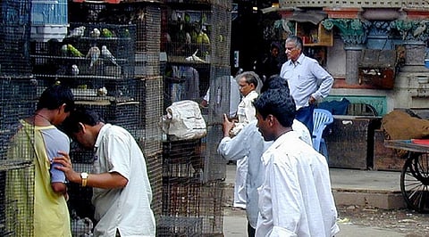 COVID-19: Shut pet markets, animal protection organisation urges PM