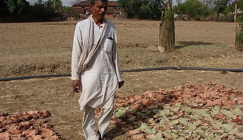 COVID-19: Odisha allows collection of non-timber forest produce