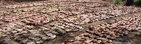COVID-19: Maharashtra exempts non-timber forest produce from lockdown