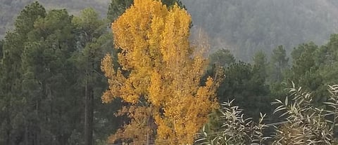 Russian poplars and COVID-19: Myths, facts and the road ahead