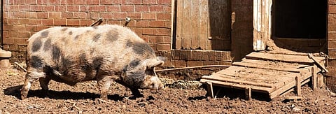 Livestock not susceptible to novel coronavirus: study