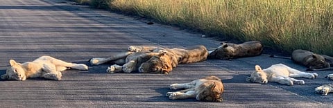 Global Eco Watch: Lions cat nap on Kruger road, with South Africa in lockdown