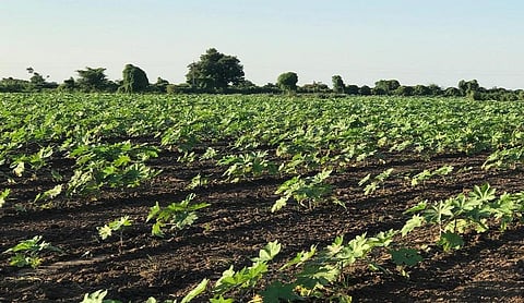 गुजरात: खेतों में खराब होती फसल। फोटो: कलीम सिद्दिकी
