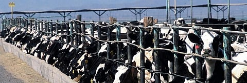 COVID-19 is wake up call for global food systems, say experts