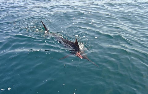 Photo: Wikimedia commons