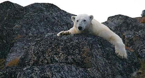 गर्मियों में नहीं दिखेगी उत्तरी ध्रुव में बर्फ, जल्द ही आएगा बड़ा बदलाव