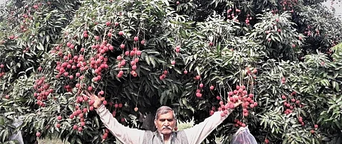 COVID-19 lockdown spells trouble for Bihar’s litchi growers