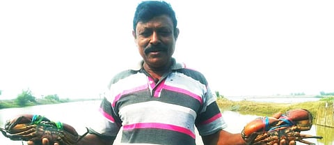 A crab farmer showing crabs in Kharinashi village in Kendrapada district. Photo: Ashis Senapati