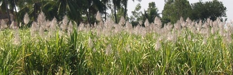 Data on sugarcane in Maharashtra after floods shows why accurate assessment is critical