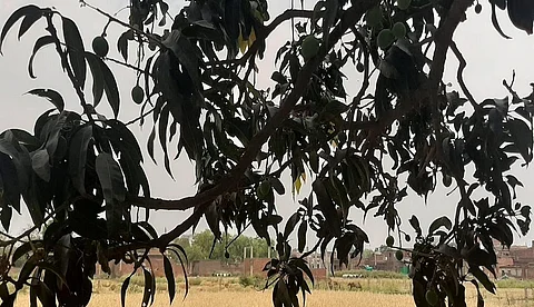 बनारस में लगे आम के पेड़। फोटो: रिजवाना तबस्सुम