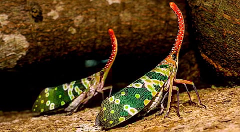 कैंटिगस्टर सिकाडा