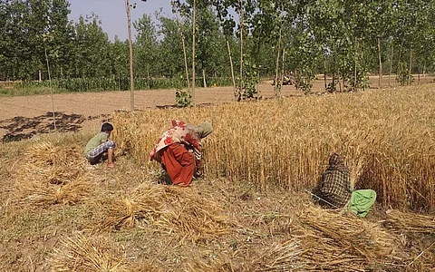 हरिद्वार में गेहूं की कटाई करते किसान। फोटो: वर्षा सिंह