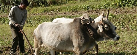 COVID-19: What fiscal steps are needed to ensure food security