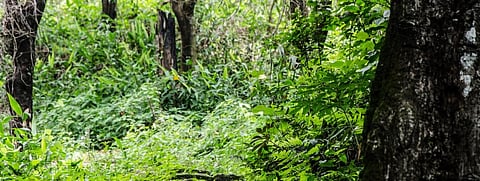 How can India overcome policy and institutional gaps in forest management