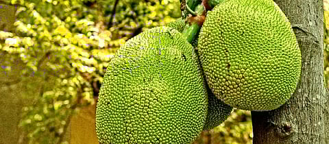 How COVID-19 has jammed South India’s jackfruit economy