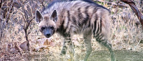 Wild canids should be recognised as flagbearers to expand India’s conservation enterprise