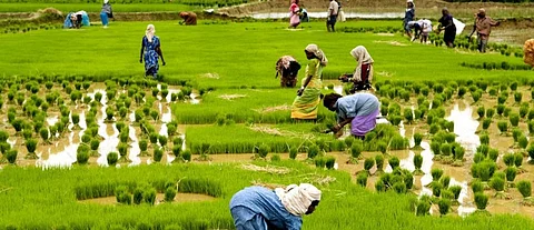 COVID-19 makes Kerala aim for food self-sufficiency