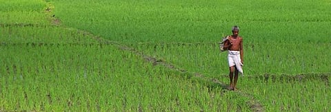Untimely rains wreak havoc on rabi crops in Bihar