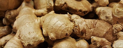 COVID-19 takes the spice out of Wayanad’s ginger farmers