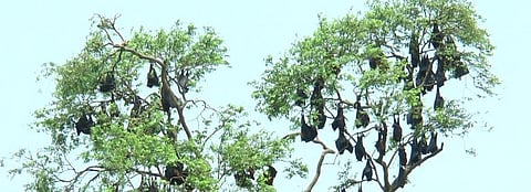 Bats roost in Kabatabandha village. Photo: Ashis Senapati
