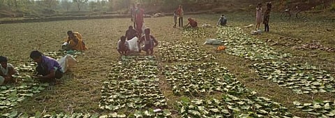 Tribals stacking Kendu leaves in bundles. Credit: Priya Ranjan Sahu