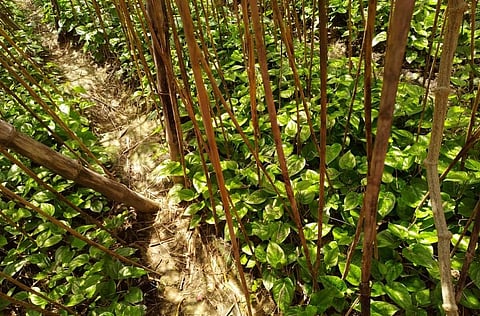 उत्तर प्रदेश के आजमगढ़ जिले में खेतों में लगी पान की फसल। फोटो: रणविजय सिंह