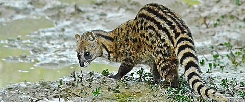 Small Indian Civet, in Silchar, Assam. The 2003 SARS epidemic spread from civets to humans. Photo: Wikimedia Commons