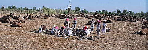 Pastoralists stop to rest, with their camels, in Jojawar village in Rajasthan's Kharchi tehsil Photo: Sopan Joshi