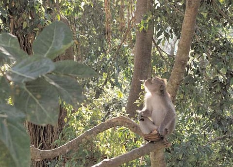 Coming out of the jungle, infectious diseases