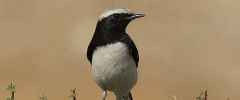 A bird, its photographs and a serendipitous discovery
