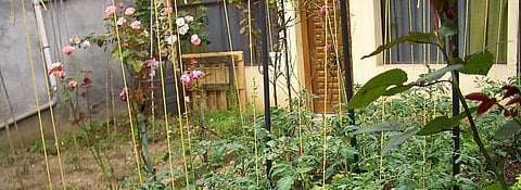 COVID-19’s important lesson: Living with little