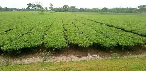 COVID-19: Global financial crisis could cripple Indian tea industry