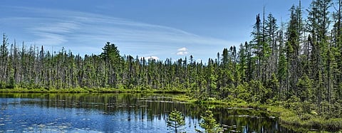 Deforestation rate globally declined between 2015 and 2020: FAO report