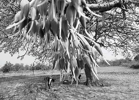 छत्तीसगढ़ की गोंड आदिवािसयों के लिए महुआ का फूल जीवनयापन का साधन है लेकिन लॉकडाउन के कारण हाट बंद होने से उन्हें फायदा नहीं मिल रहा है (पुरुषोत्तम सिंह ठाकुर)