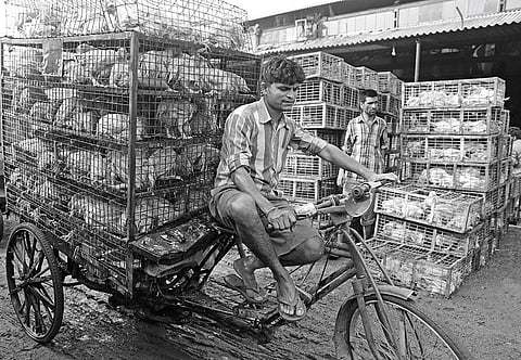 मुर्गियों को पालने के लिए उन्हें एक बेहद तंग जगह में विषम परिस्थितियों के साथ रखा जाता है (विकास चौधरी / सीएसई)