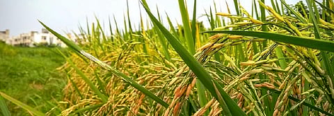 Global Eco Watch: A cooling event caused rice to spread across Asia 4,200 years ago