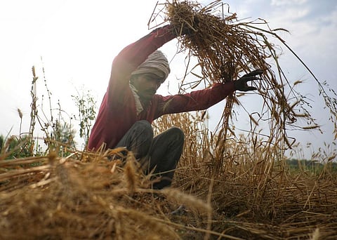 भारतीय खाद्य सुरक्षा के लिए क्यों चिंताजनक है गेहूं की पैदावार में ठहराव?