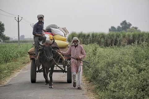 रबी सीजन: गेहूं सहित 6 फसलों के न्यूनतम समर्थन मूल्य में वृद्धि